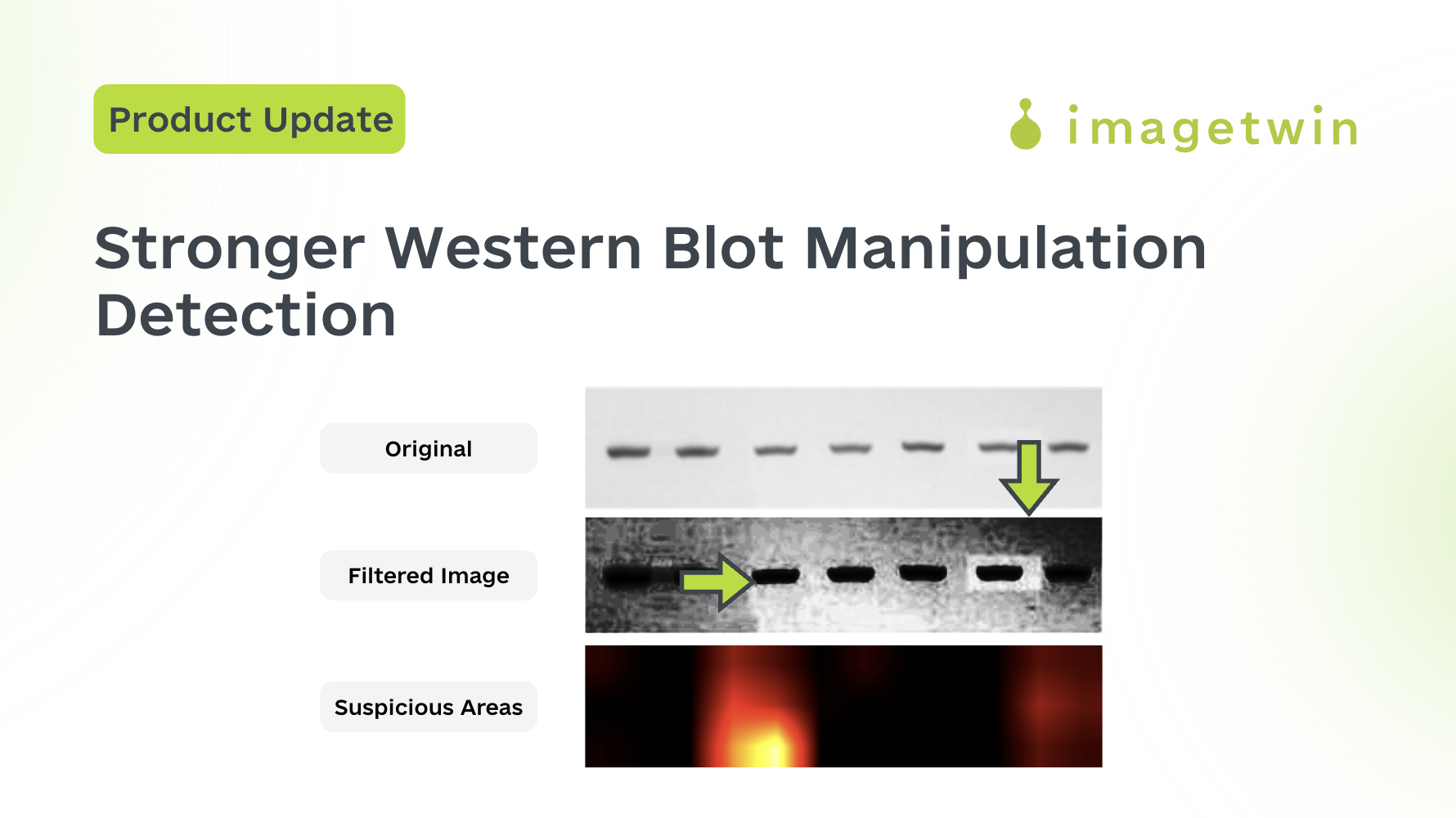 Western Blot Manipulation Detection