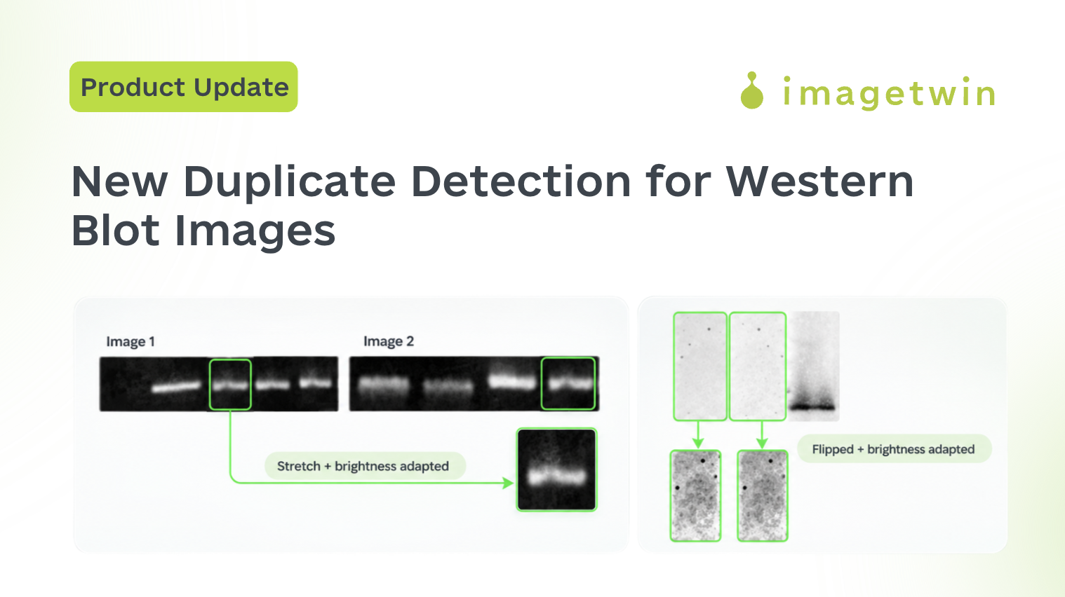 New AI-Powered Duplicate Detection for Western Blot Images